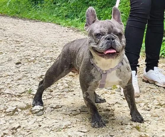 dog-member-foto