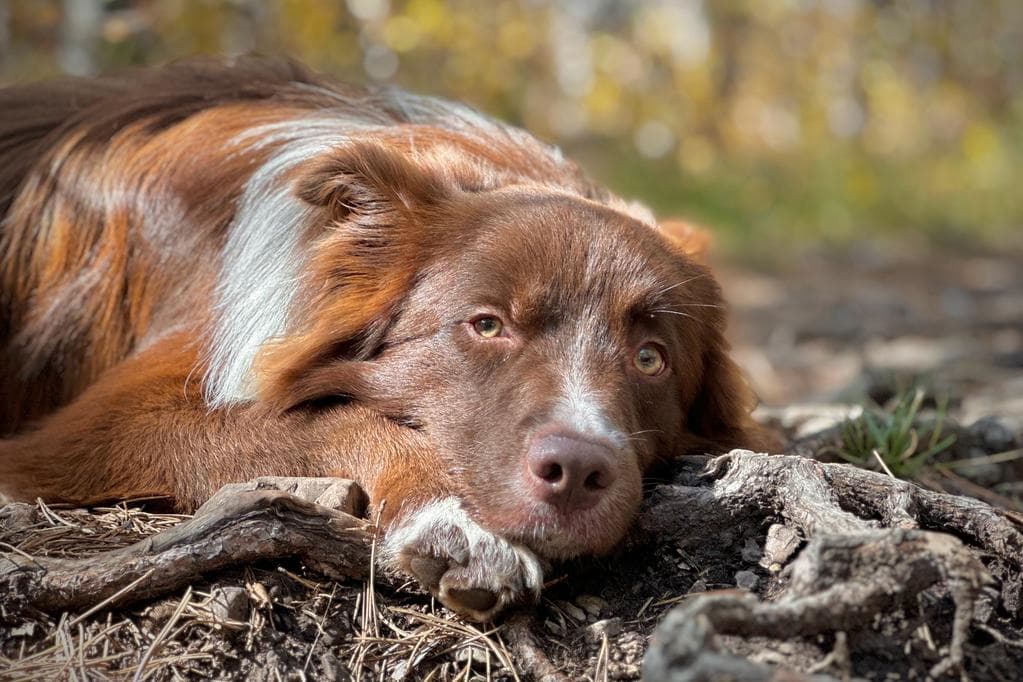 dog-member-foto